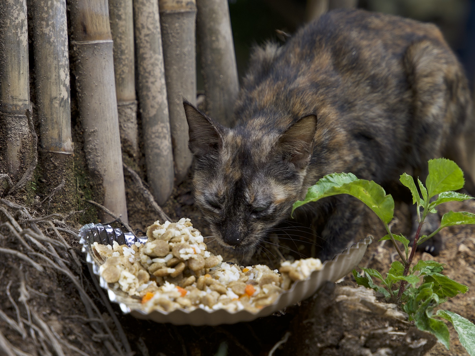 Stray Feeding Program
